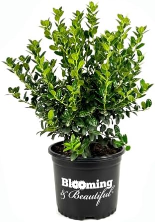 Dwarf Burford Holly, Live Evergreen Shrub, 3 Gallon by BloomingBeautiful