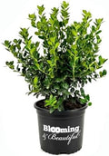 Dwarf Burford Holly, Live Evergreen Shrub, 3 Gallon by BloomingBeautiful