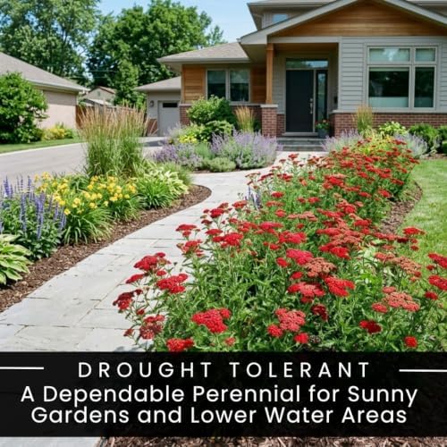 10 Red Yarrow Live Plant Plugs | Achillea Perennial Pollinator Garden Plant - Image 6