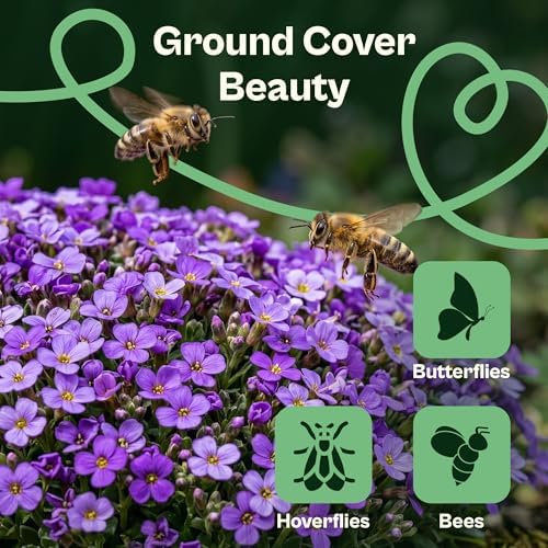 SVI 2500 Purple RockCress Seeds (Aubrieta deltoidea) – Purple Rock Cress Seed Packets – Ground Cover Garden Flowers Perennial Flower Seeds for Rock Gardens, Walls & Outdoor Flower Garden - Image 4