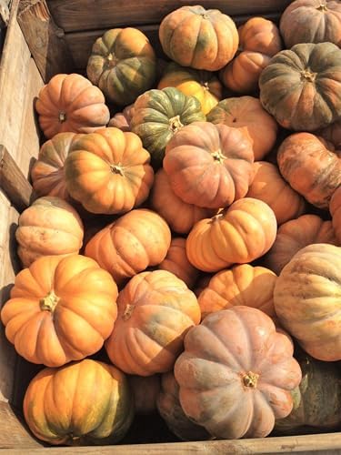 Fairytale Pumpkin (Musquee de Provence) Seeds - 40+ Count & 50+ Connecticut Field Pumpkin - for 2026 Planting French Cinderella Pumpkins Halloween Brown Winter Squash Vegetable - Image 5