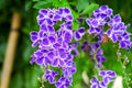 Duranta Blue Live Plants (5-9" Tall) - Pack of 2 (Two) - Golden Dewdrop Sky Flower - Fast Growing Pollinator Magnet - Vibrant Violet Blooms - Container & Landscape Ready - Exotic Tropical Shrub by Unknown