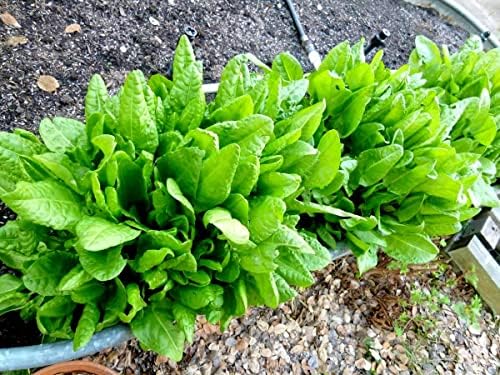 Garden Sorrel 2000+ Seeds for Planting Non-GMO - Image 2