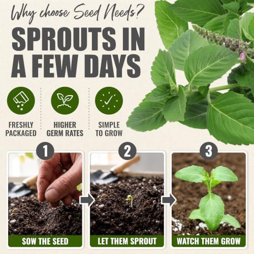 Seed Needs Holy Basil Seeds to Plant an Herb Garden - 5 Packs - Image 5