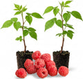 2 Red Raspberry Live Plants, 5-9 Inch Tall Berry Bushes by PlantsSeedsBulbs