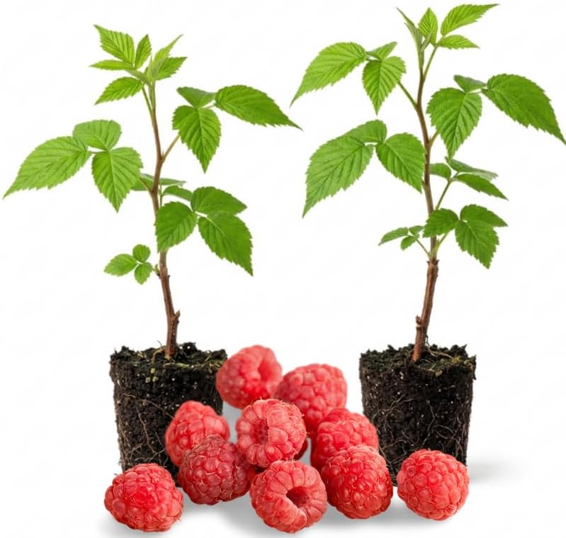 2 Red Raspberry Live Plants, 5-9 Inch Tall Berry Bushes by PlantsSeedsBulbs