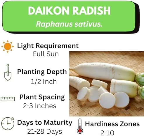 Japanese Daikon Radish Seeds for Planting - 100 Heirloom Non GMO Seeds - Full Planting Instructions to Plant & Grow a Home Vegetable Garden - Great Gardening Gift, 1 Packet - Image 3