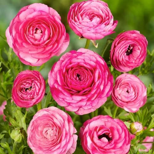 Mixed Peony Ranunculus Bulbs- Persian Buttercup -10 Corms Bulbs Flowering Blooms Perennial Bulbous Root Garden Plant (Pink) - Image 5