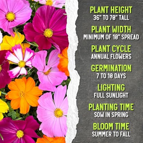 Seed Needs Flower Seeds Cosmos Original Crazy Blend 10+ Varieties Bulk Pack - Image 6