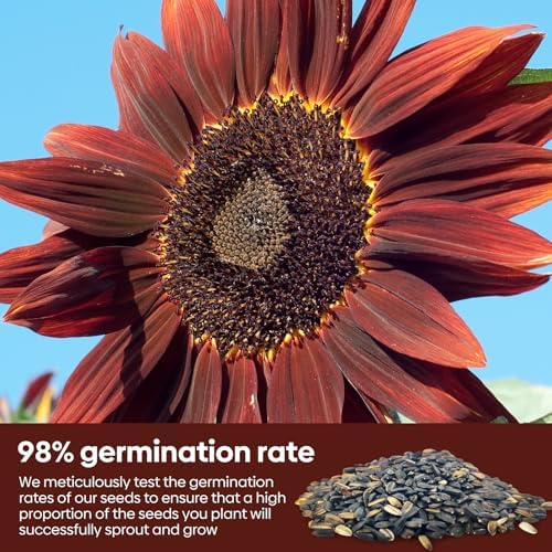Groundio 160+ Chocolate Sunflower Seeds to Plant - Helianthus Annuus - Image 3