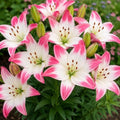 3 Lollipop Asiatic Lily Bulbs for Planting | Pink & White Bicolor Lily Flowers | Hardy Perennial Summer Blooms | Fragrant Garden Accent & Cut Flowers | Premium Flower Bulbs by CZGrain