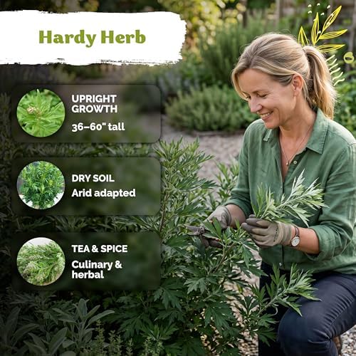 4,500 Mugwort Heirloom Herb Seeds for Planting, Artemisia Vulgaris - Image 4