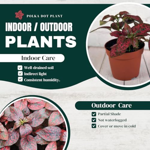 Polka Dot Plant (4-Pack) - Live Houseplants, Small Indoor Plants, Hypoestes Red - Colorful, Air-Purifying House Plants - Image 2