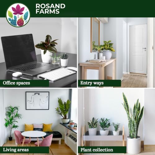 ZZ Plant, Zamioculcas Zamiifolia, Live Plants, 6-inch Pot - Image 5