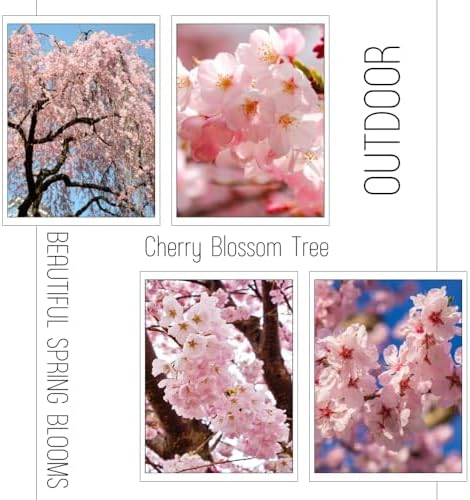 Light Pink Cherry Blossom Tree Live Plant, Ornamental Flowers, 8-12" Tall - Image 6