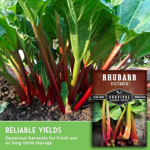 Victoria Rhubarb Seeds for Planting - 2 Packs - Image 5