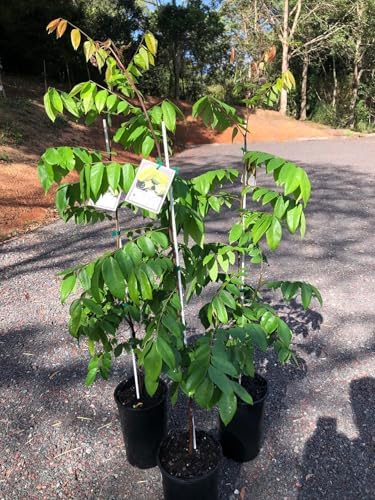 Carambola/Starfruit/Live Fruit Tree 10inch-18inch Plant by Unknown