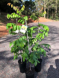 Carambola/Starfruit/Live Fruit Tree 10inch-18inch Plant by Unknown