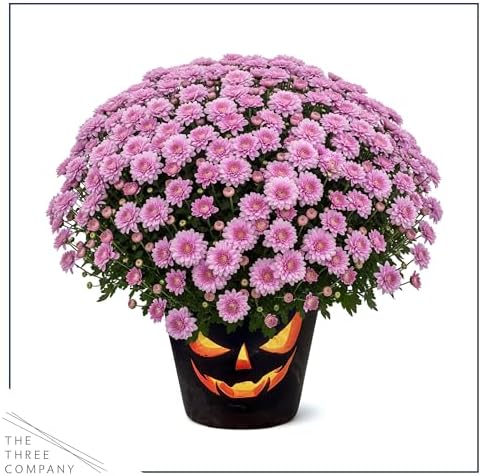 Chrysanthemum (Jack O' Lantern Deco Pot), Pink Blooms, Live Fall Flowering Perennial, 15" Tall by 12" Wide in 3 Qt Pot - Image 4