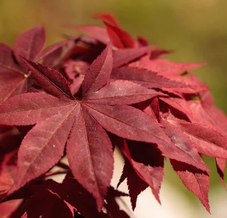 Japanese Red Maple Live Plant – 1-2 Ft Tall Tree in 3 Inch Pot – Outdoor Ornamental Dwarf Red Maple for Landscaping, Patio, Garden or Bonsai Starter – Hardy Deciduous Shade Tree - Image 3
