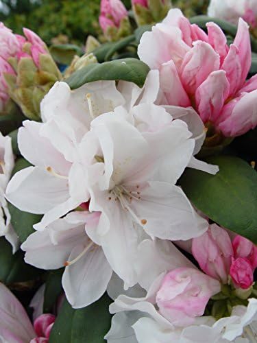 Rhododendron yak. 'Princess' (Rhododendron) Evergreen, light pink flowers that ages to white, #2 - Size Container - Image 2