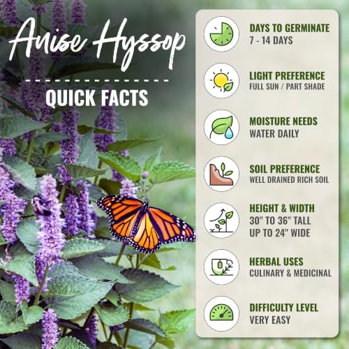 Seed Needs Anise Hyssop Seeds to Plant Non-GMO & Heirloom Herbs XL Pack - Image 4