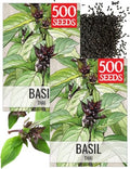 Seed Needs Thai Basil Seeds to Plant an Herb Garden - 2 Packs by SeedNeeds