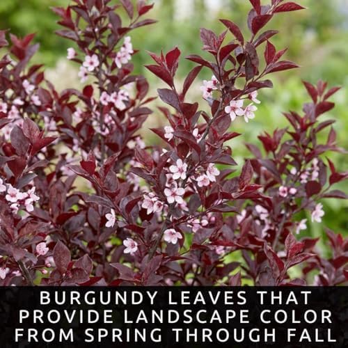 Purple Sand Cherry Live Plants - 3 Pack Bare Root Flowering Shrubs - Ornamental Prunus Cistena Bushes - Pink Spring Blooms & Purple Foliage - Hardy Landscape Privacy Plants (3 Saplings) - Image 2