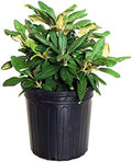 Rhododendron yak. 'Prince' (Rhododendron) Evergreen, pink flowers with dark pink edge, #2 - Size Container by GreenPromiseFarms