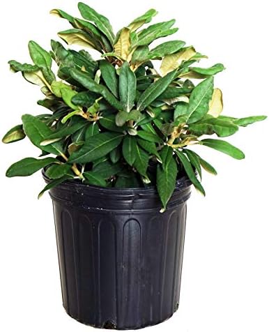Rhododendron yak. 'Prince' (Rhododendron) Evergreen, pink flowers with dark pink edge, #2 - Size Container by GreenPromiseFarms