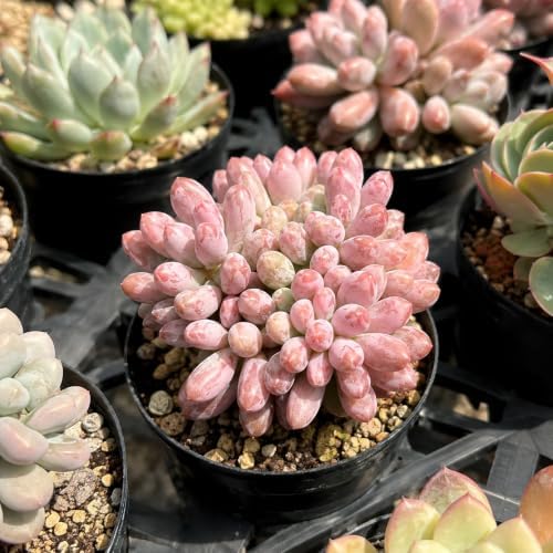 Pachyphytum 'Baby Finger' Live Succulent Plant 3-3.5 Inch Multi-Head Cluster, Rare Succulent Bare Root No Pot, Low Maintenance Houseplant for Indoor Outdoor Planters, Home Garden Collection - Image 5