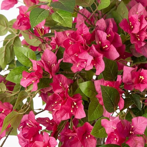 4FT Artificial Bougainvillea Tree, UV Resistant Faux Bougainvillea for Indoor Outdoor Decor, Lifelike Bougainvillea Artificial Flowers Plant for Office, Front Porch, Living Room & Patio - Image 3