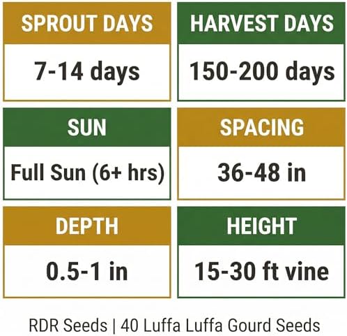 40 Loofah (Luffa) Gourd Seeds for Planting - Dual-Use Sponge and Edible Vine, Heirloom, Non-GMO, USA Grown by RDR Seeds - Image 4