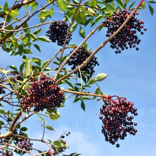 Live Elderberry Plant 1.5-2.5 Feet Tall - Image 7