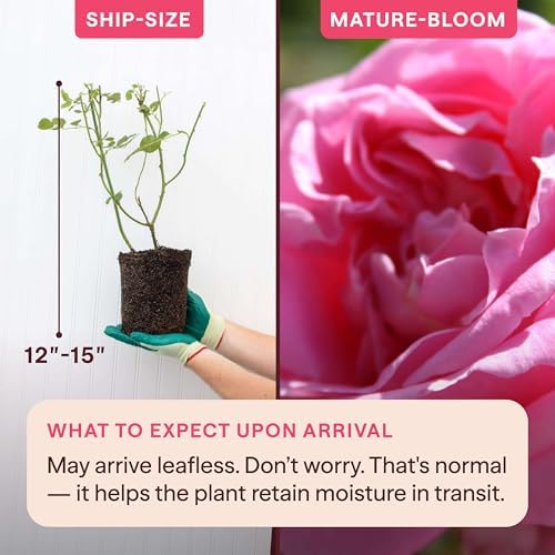 Heirloom Climbing Roses, Live Own Root Plant, Viking Queen - Image 2