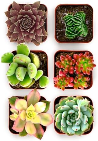 Shop Succulents Colorful Succulent Plant Pack 2" Grow Pot Pack of 6 - Image 2