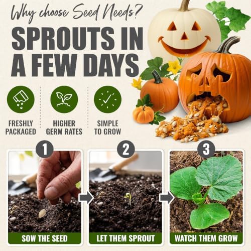 Seed Needs Spooky Blend Pumpkin Seeds to Plant Vegetables - 10 Packs - Image 5