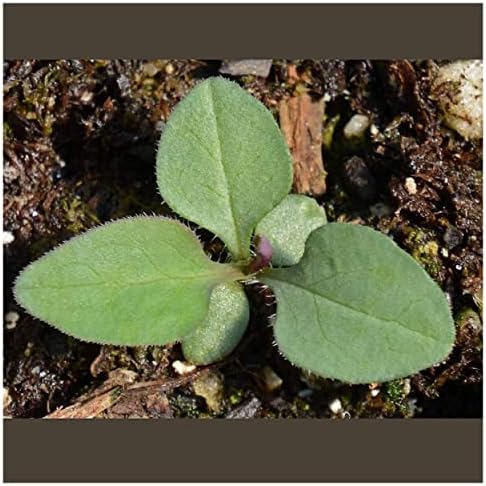 Everwilde Farms - 1 Oz Smooth Blue Aster Native Wildflower Seeds - Gold Vault - Image 3
