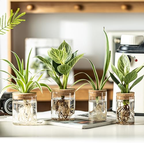 Glass Plant Propagation Stations for Plants – Set of 12(6 Large & 6 Small) Hydroponic Vases for Plant Cuttings,Flower Arrangements, Home & Office Decor–Desktop Vases for Living Room, Bedroom (12) - Image 3