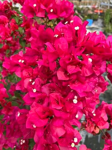Pink 16" Bougainvillea - Image 3