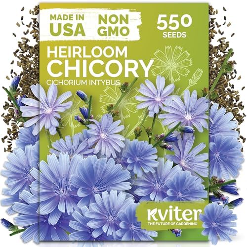 550 Chicory Heirloom Flower Seeds for Planting, Cichorium Intybus by KVITER