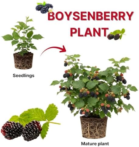 Set 2 Boysenberry Live Plant, 4-7 Inches Tall - Image 4