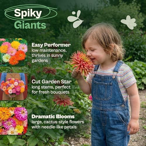SVI 550 Mix Cactus Zinnia Seeds for 2026 (Zinnia elegans) – Giant Zinnias Super Seed Mix, Giant Flowers Seed Packets Bulk – Cut Flower Seeds to Plant Outside & Indoor Garden Flowers Bed, Containers - Image 3