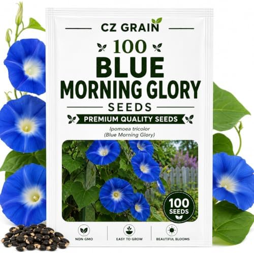 Blue Morning Glory Seeds for Planting Climbing Vine 100 Premium Seeds by CZGrain