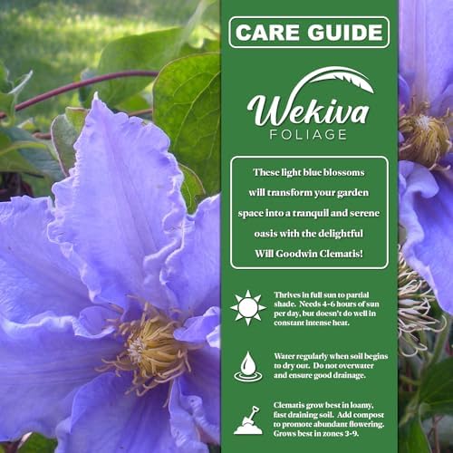 Clematis Will Goodwin - 3 Live Starter Plants in 2 Inch Growers Pots - Starter Plants Ready for The Garden - Rare Clematis for Collectors - Image 2