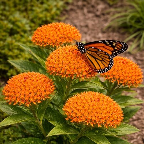 Orange Butterfly Weed - 6-12" Tall Live Plant - Gallon Pot - Image 5