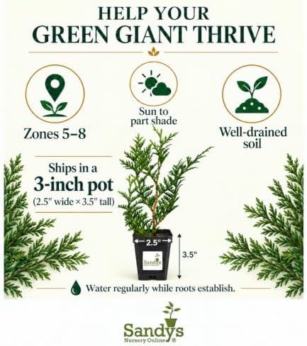 Thuja Green Giant Arborvitae Tree, 3 Inch Pot - Image 6