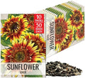 Seed Needs Joker Sunflower Seeds to Plant Cut Flowers - 10 Packs by SeedNeeds