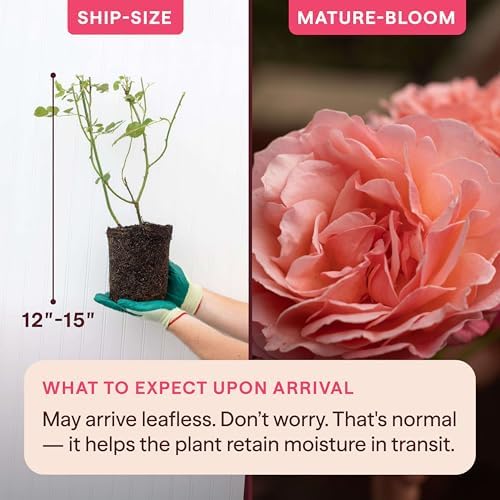 Heirloom Climbing Roses, Live Own Root Plant, Reach for the Skies - Image 2