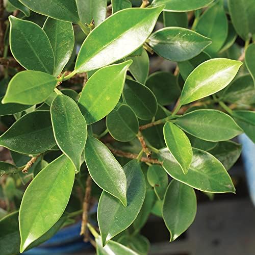 Brussel's Bonsai - Medium Ficus Live Bonsai Tree, Potted Indoor Plant - Image 3